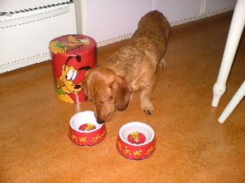 Edison med sine nye madskle - 24. november 2006